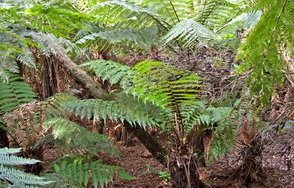 Rainforest ferns — Stock Photo, Image
