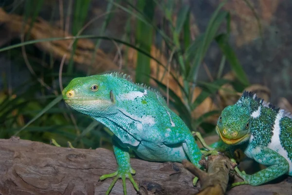 Iguanas verdes — Fotografia de Stock