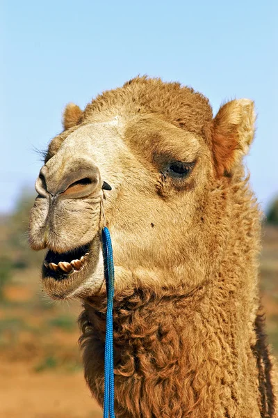 Close up de camelo — Fotografia de Stock