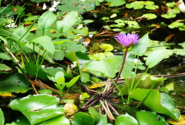 Water lily in de vijver of meer — Stockfoto