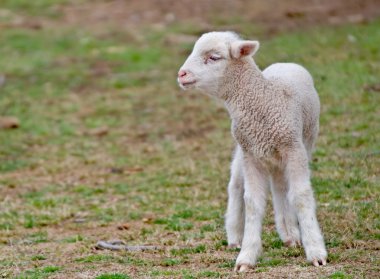 Young lamb clipart