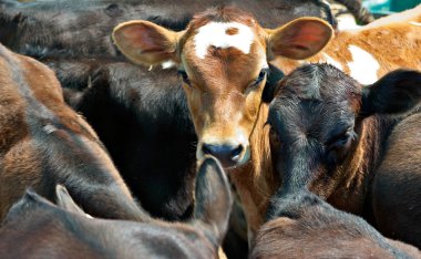 Calves in a feedlot clipart