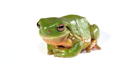 Green tree frog on white background clipart