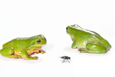 Two green tree frogs and a fly clipart