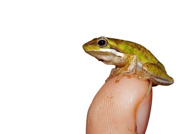 Tiny frog clipart