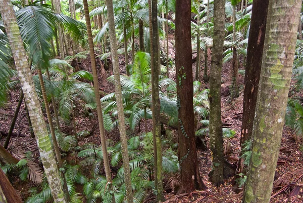 Arbres forestiers pluviaux — Photo