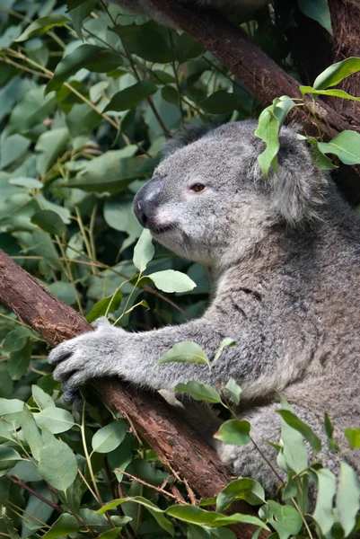 Австралийская коала — стоковое фото