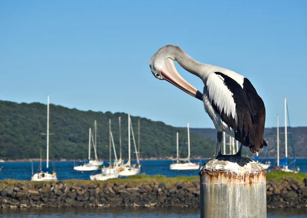Cartão postal pelicano — Fotografia de Stock