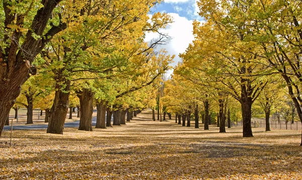 公園内の秋 — ストック写真