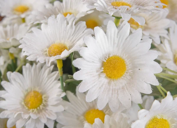 Silk daisies — Stock Photo, Image