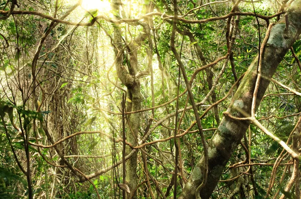 Sabah ormanda ışık — Stok fotoğraf