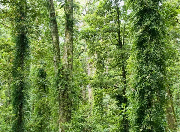 Beleza da floresta tropical — Fotografia de Stock