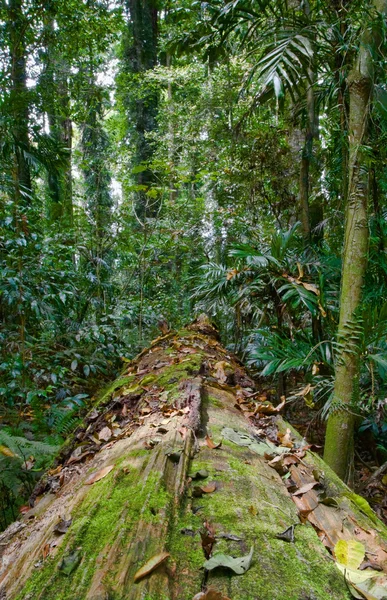 Umgestürzter Baum im Regenwald — Stockfoto