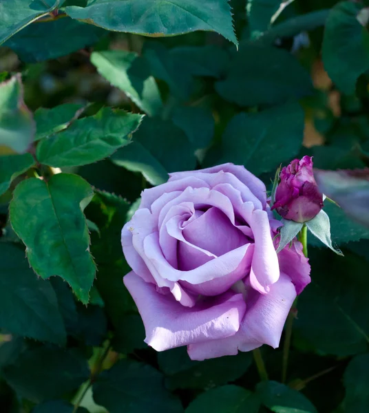 Paarse rose — Stockfoto