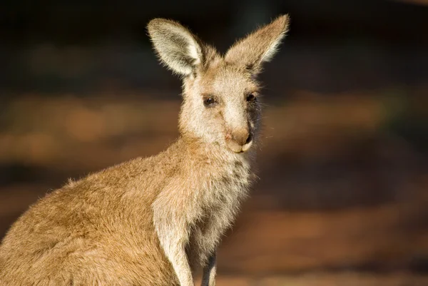 Kangur z bliska — Zdjęcie stockowe