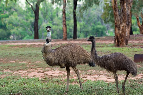 Dois Emus. — Fotografia de Stock