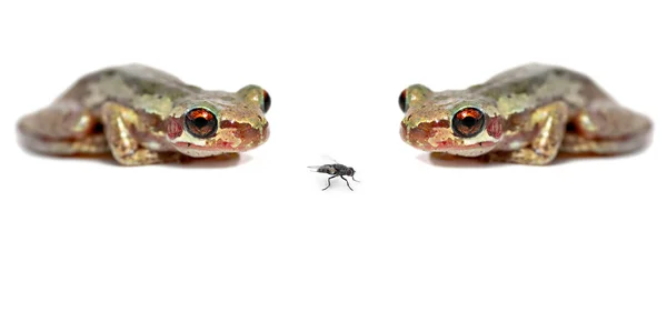 Две лягушки одна муха — стоковое фото