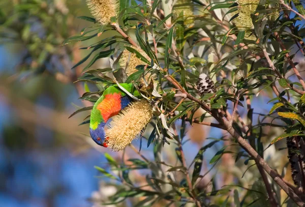 澳洲鹦鹉吃艾幕角 — 图库照片