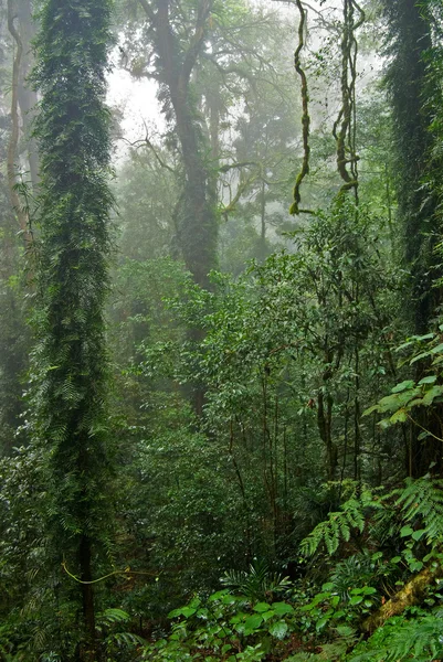 Las deszczowy — Zdjęcie stockowe