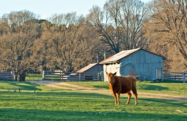 Krowa na polu — Zdjęcie stockowe