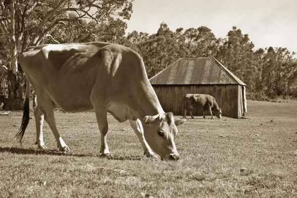 Vacile pe câmp — Fotografie, imagine de stoc