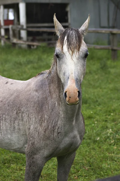 Cavalo cremello molhado — Fotografia de Stock