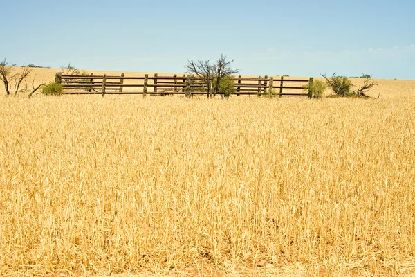 Корраль в поле пшеницы — стоковое фото