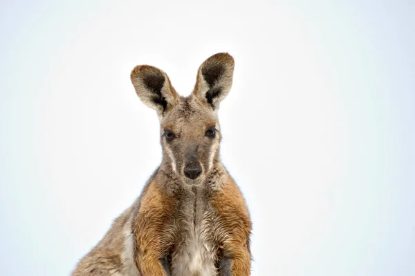 Wallaby di roccia dai piedi gialli — Foto Stock