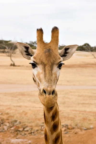Giraff på nära håll — Stockfoto