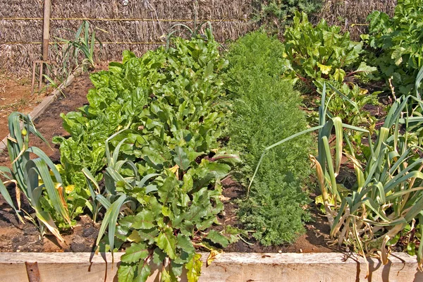 Zeleninu v řádcích — Stock fotografie