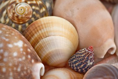 Seashells background clipart