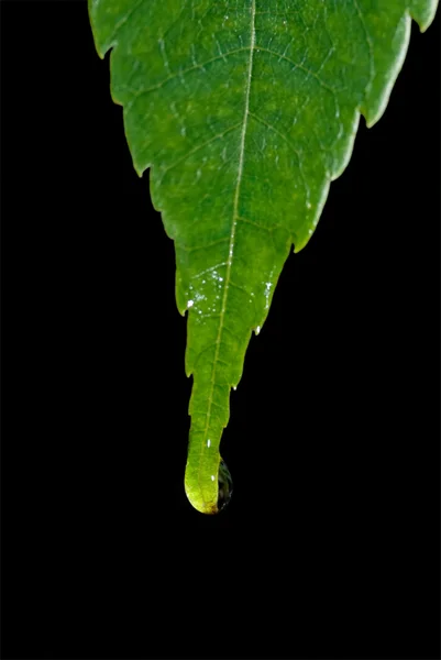 Kapka vody na list — Stock fotografie