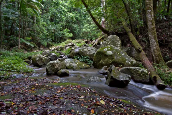 Тропічний ліс — стокове фото