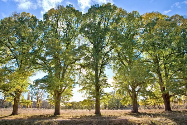 Cinq grands arbres — Photo