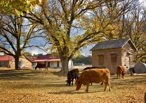 Krávy na podzim — Stock fotografie