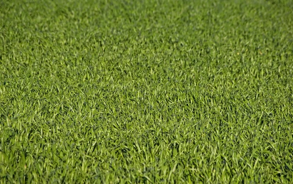 緑豊かな緑の芝生 — ストック写真