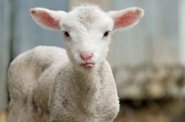 Aranyos bárány a száját — Stock Fotó