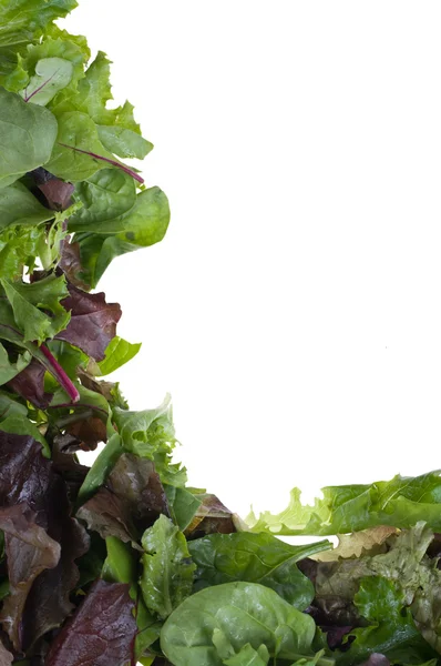 Salad lettuce frame — Stock Photo, Image