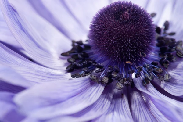 Fiore viola — Foto Stock