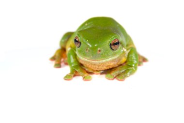 Green tree frog on white clipart