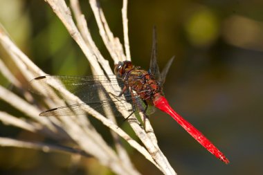 Red dragonfly clipart