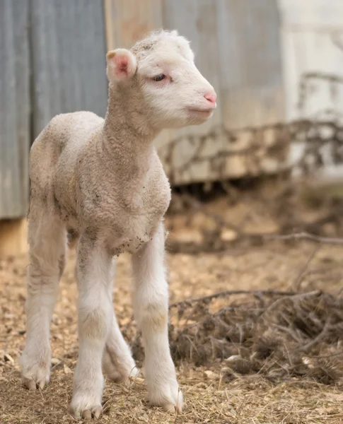 Aranyos bárány gazdaságban — Stock Fotó