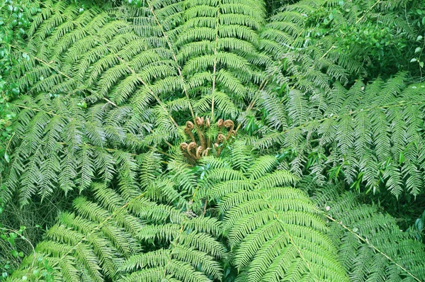 Tree fern in rainforest` — Stock Photo, Image