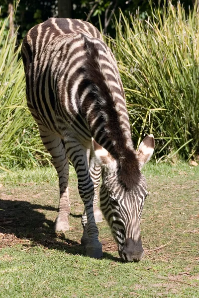 Zebra äta gräs på adelaide zoo — Stockfoto