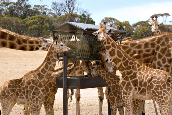Alimentação de girafas — Fotografia de Stock