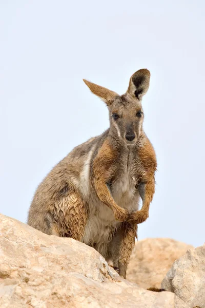 Wallaby de roca de patas amarillas — Foto de Stock