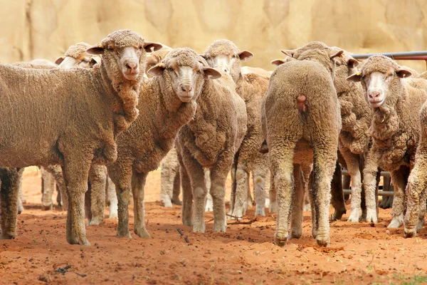 Ovelhas em uma fileira — Fotografia de Stock