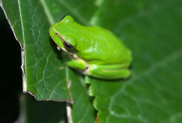 葉の上のカエル — ストック写真