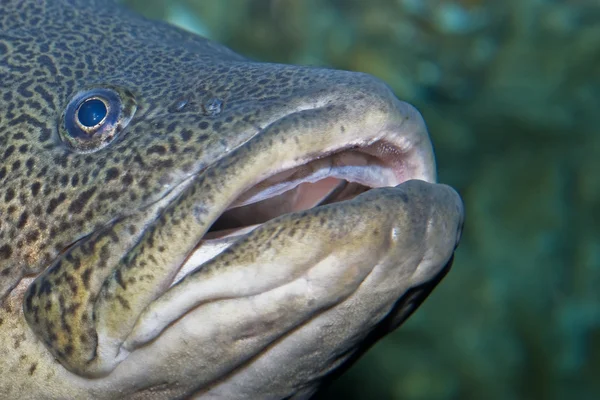 큰 물고기 — 스톡 사진
