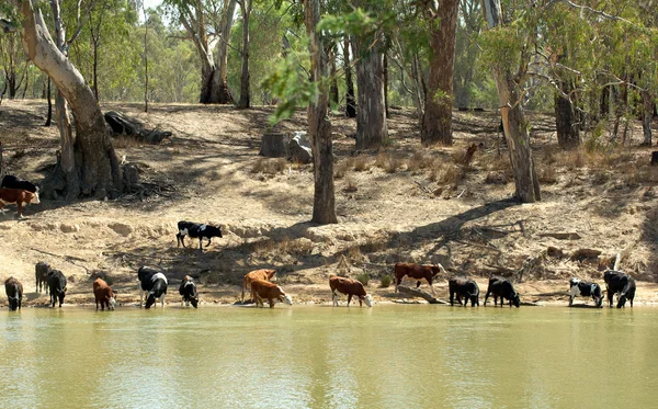 Koeien bij de rivier — Stockfoto